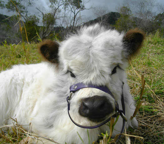adopt a calf
